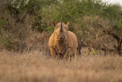 Black rhino