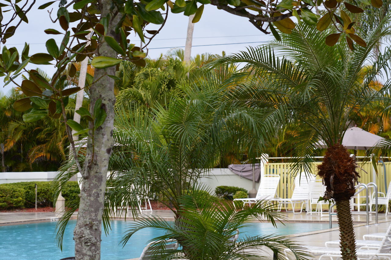 PALM TREES BY SWIMMING POOL BY SEA AGAINST SKY