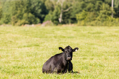 Portrait of cow on grassland