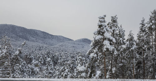 Trees on landscape against clear sky during winter