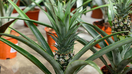 Pineapple in a flower pot growing exotic plants close up