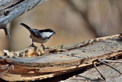 Bird perching on wood