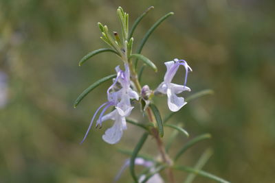 Close-up of purple flowering plant
