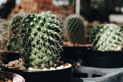 Close-up of cactus plant