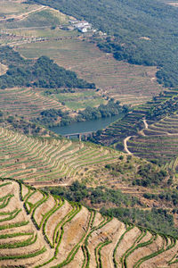 High angle view of agricultural field