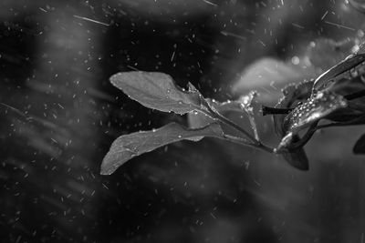 Close-up of raindrops on leaves