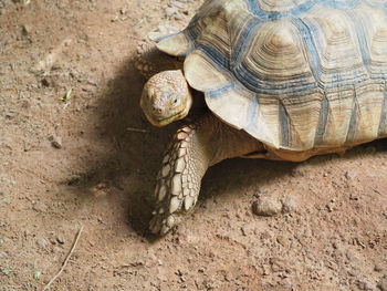 Close-up portrait of tortoise