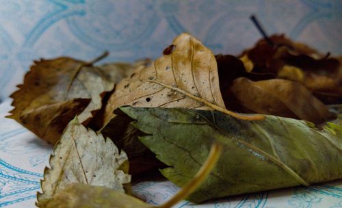 Close-up of dry autumn leaf