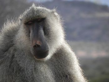 Close-up of a monkey