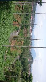 Scenic view of agricultural field