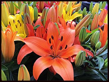 Close-up of yellow flowers