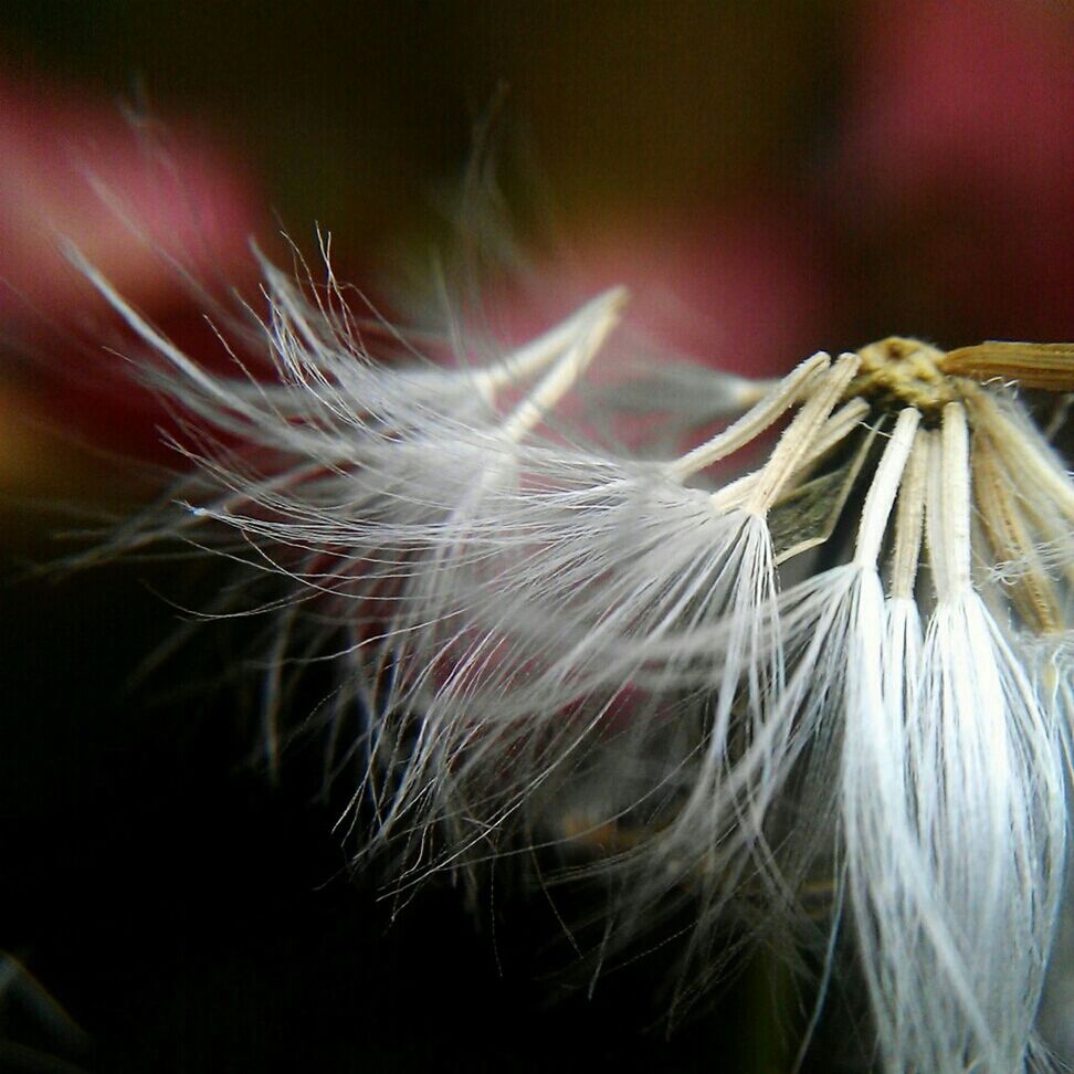 close-up, fragility, flower, focus on foreground, nature, beauty in nature, flower head, selective focus, softness, plant, freshness, dandelion, growth, black background, stem, no people, outdoors, single flower, studio shot, extreme close-up