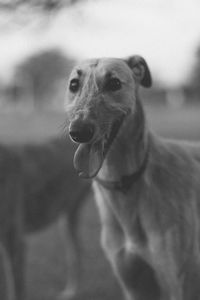 Close-up portrait of greyhound dog