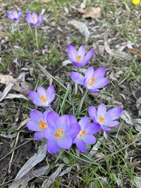 flowering plant