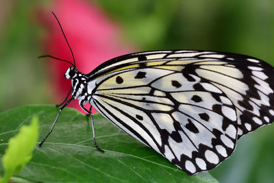 Close-up of malabar tree nymph on a leaf