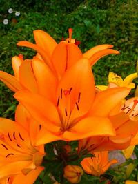 Close-up of yellow flower