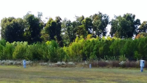 Trees on grassy field