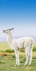 Sheep grazing in a field