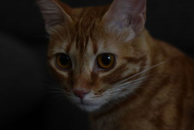 Close-up portrait of cat