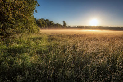 Scenic view of field against bright sun