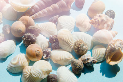 High angle view of shells in sea