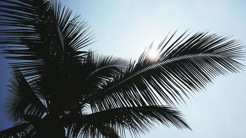 Low angle view of palm trees against blue sky