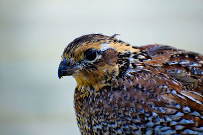 Close-up of a bird