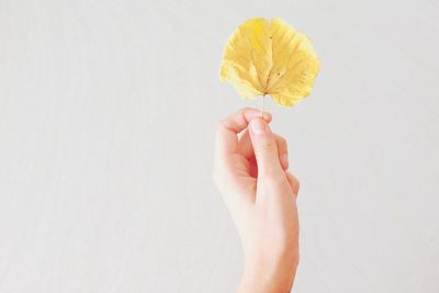 Close-up of hand holding flower over white background