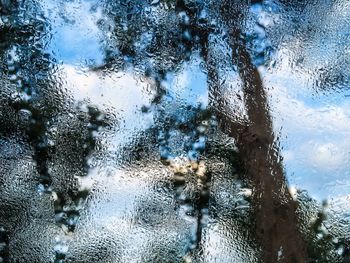 Reflection of trees in water