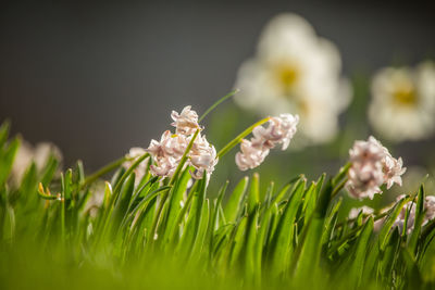 Beautiful white flowers blossoming in the garden in spring. spring flowers hiding in the grass.