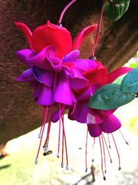 Close-up of pink flowers