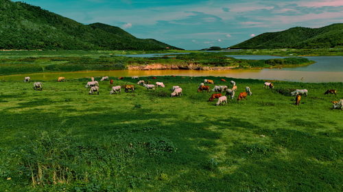 grassland