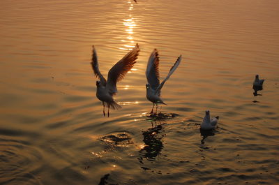 Birds flying over lake