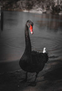 Black swan on lakeshore