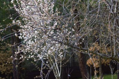 Close-up of cherry blossom tree