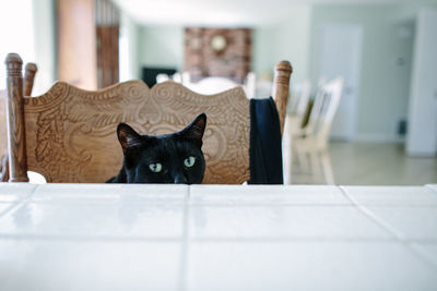 Portrait of black cat at home