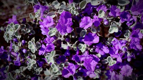 Close-up of purple flowering plants