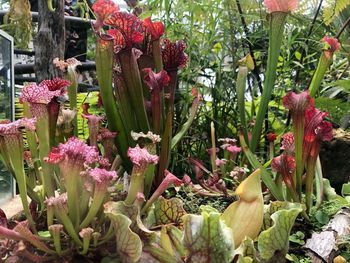 Close-up of pink flowering plants