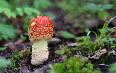 Close-up of fly agaric mushroom on field