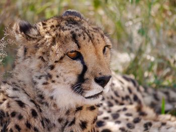 Close-up portrait of lion