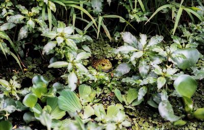 View of white flowering plants on land