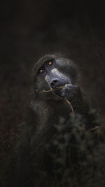 Portrait of monkey on land