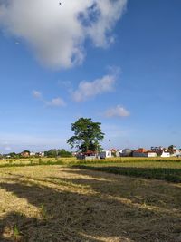 Trees and houses on field against sky