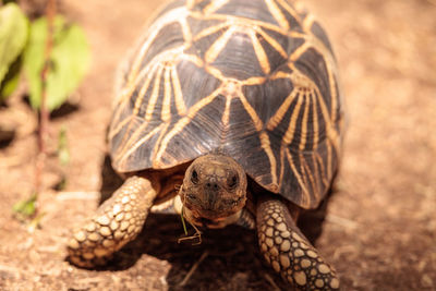 Close-up of tortoise