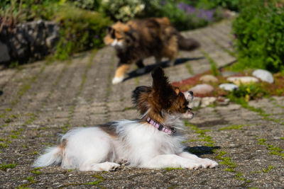 Dog looking away on footpath