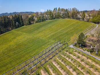 Scenic view of agricultural field against sky