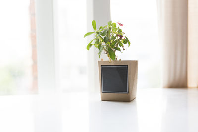 Close-up of potted plant on window at home