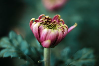 Close-up of pink flower