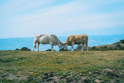 View of a sheep grazing in a field