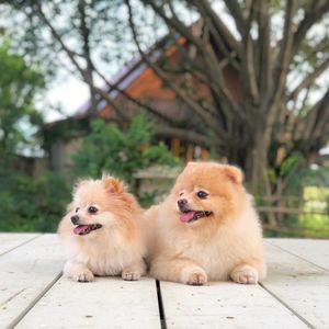 Dogs looking away while resting on footpath against trees